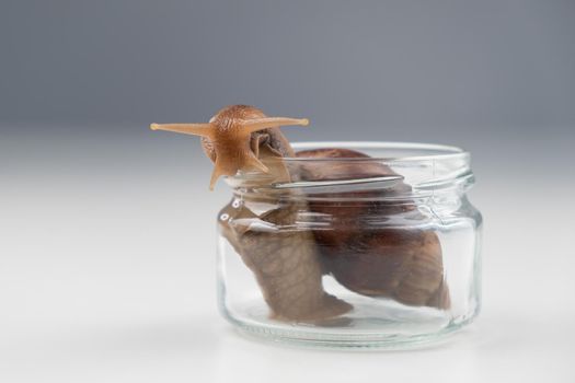 Close-up of a snail crawling on an empty glass jar on a white background. The use of shellfish in cosmetology
