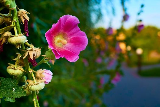 the seed-bearing part of a plant, consisting of reproductive organs that are typically surrounded by a brightly colored petals and a green sepals.