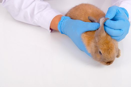 Veterinary hands with blue glove check or analysis little brown rabbit ear and put it on white table.