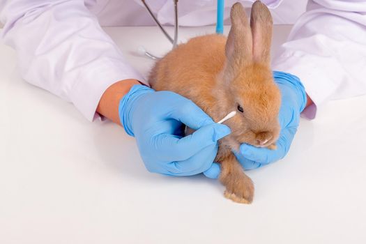 Veterinary with blue gloves use cotton bud to check and touch near rabbit eye for examination.