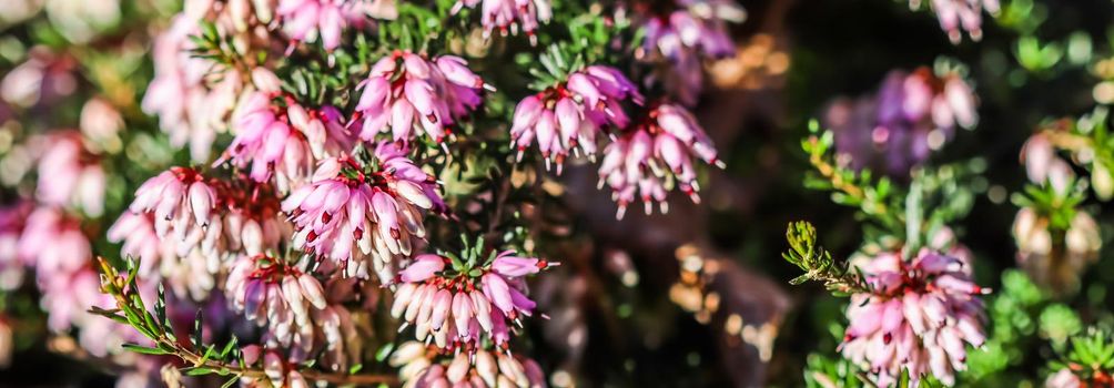 Pink Erica carnea flowers (winter Heath) in the garden in early spring. Floral background, botanical concept