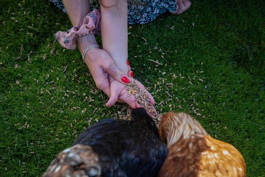 Mother and daughter hand feeding chickens on a UK farm
