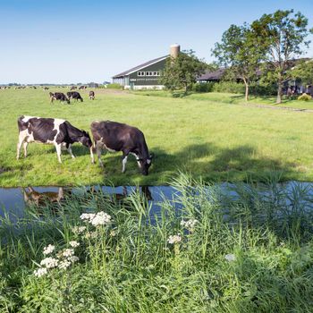 black and white spotted cows stand in meadow under blue summer sky near farm in dutch province of noord holland called west friesland