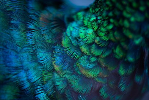 Close up of the  peacock feathers .Macro blue feather, Feather, Bird, Animal. Macro photograph.