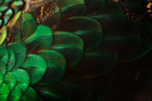 Close up of the  peacock feathers .Macro blue feather, Feather, Bird, Animal. Macro photograph.