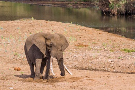 African bush elephant in Kruger National park, South Africa ; Specie Loxodonta africana family of Elephantidae