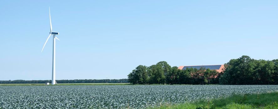 red cabbage field with wind turbine and farm in wieringermeer under blue sky ibn the netherlands