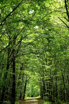 way in a forest through trees in light and shadow