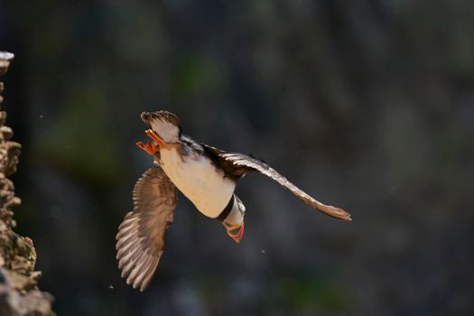 Puffin (Fratercula arctica) launching off a cliff on the coast of Skomer Island in Pembrokeshire, Wales, United Kingdom