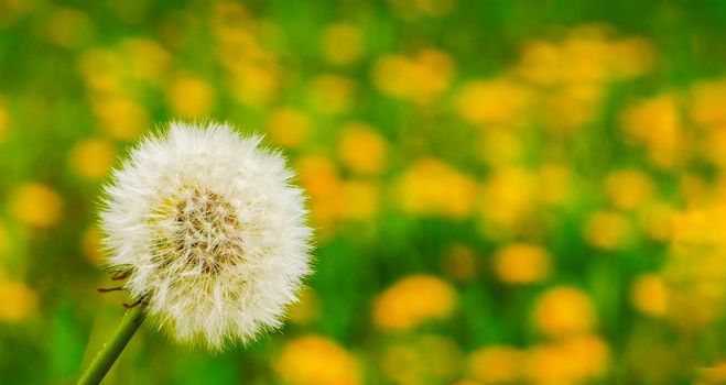 One white and many yellow dandelion flowers in a meadow in nature in summer close-up