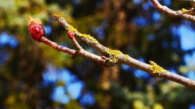 A branch of a tree with blooming buds. Young bright green leaves on branches