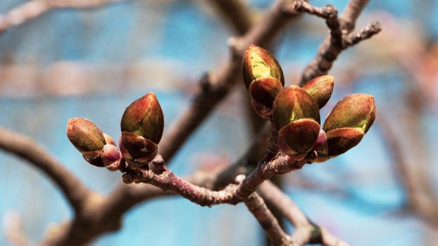 Buds on the branches against the blue sky. Spring branches macro.