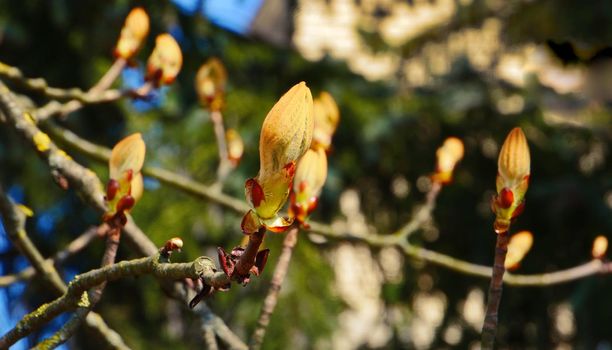 A branch of a tree with blooming buds.Young bright green leaves on branches