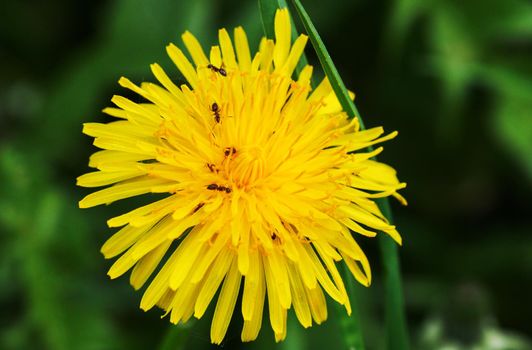 Dandelion on the background of green grass.