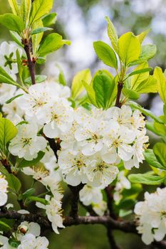 Apple tree, Apple blossoms. Apple tree flowers on a branch close-up.