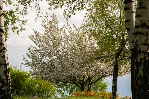 Blooming fruit tree in the park with birch trunks and grass. Blossoming apple tree in a birch grove.