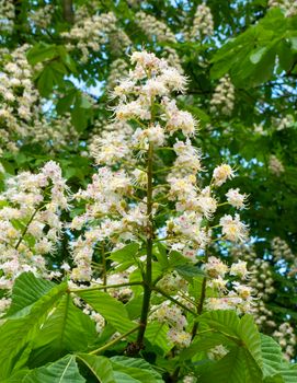 White chestnut flowers macro. Aesculus hippocastanum.