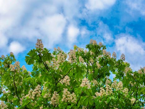 Flowering branches of chestnut. Aesculus hippocastanum.