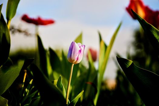 a bulbous spring-flowering plant of the lily family, with boldly colored cup-shaped flowers.