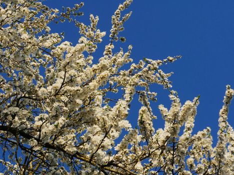 blossoming tree. Branch of a flowering fruit tree. Apple tree in bloom.