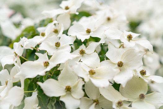 Dogwood Flowering Closeup White blooms