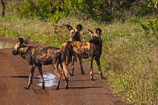 The African Wid Dog, also known as the Painted Dog or Painted Wolf, is one of the world's most endangered mamals