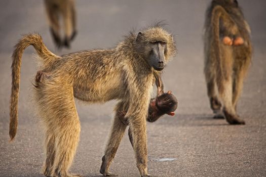 Chacma Baboon (Papio ursinus) mother and baby getting ready for the day's foraging