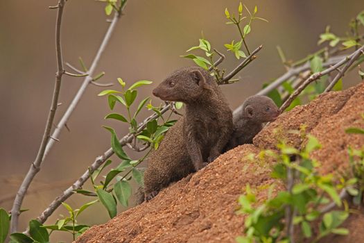 A Dwarf Mongoose (Helogale parvula) mother and pup