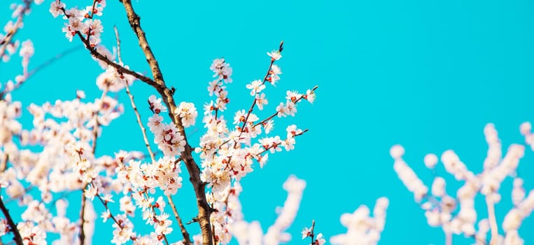 Blooming tree in the garden. Selective focus nature.