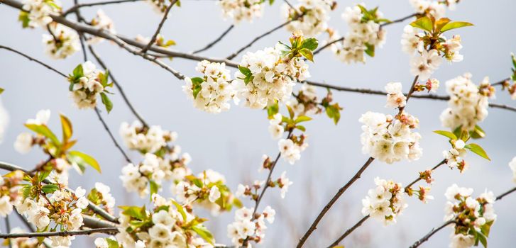 Blooming tree in the garden. Selective focus nature.