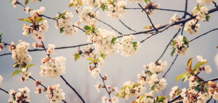 Blooming tree in the garden. Selective focus nature.