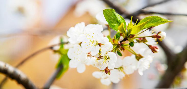 Blooming tree in the garden. Selective focus nature.