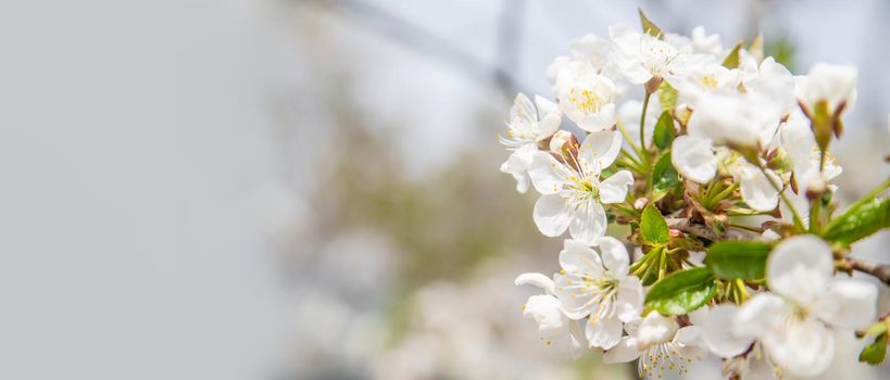 Blooming tree in the garden. Selective focus nature.