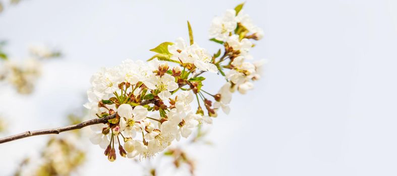 Blooming tree in the garden. Selective focus nature.