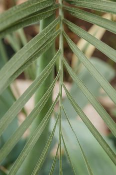 Palm leaf close-up. Greenhouse with a large variety of green plants. The concept of planting crops in spring.
