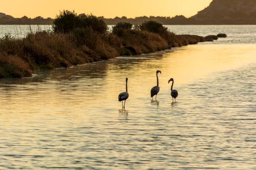 Wildlife scenery view with beautiful flamingos wandering at sunset in gialova lagoon, Messinia, Greece.