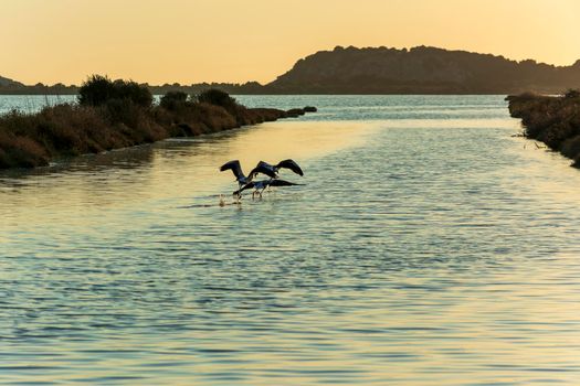 Wildlife scenery view with beautiful flamingos flying at sunset in gialova lagoon, Messinia, Greece.