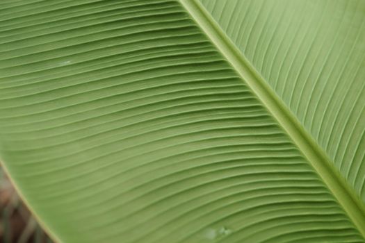 A leaf of a green plant in close-up, macro photography.