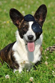 Adult welsh corgi cardigan with sunglasses posing on the green grass.