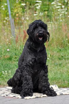 Black Russian Terrier dog close up in green grass background