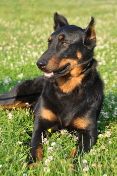 Beauceron dog outside on nature green field background