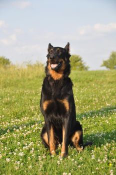 Beauceron dog outside on nature green field background