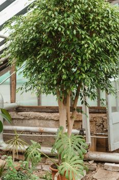 Greenhouse with a large variety of green plants. The concept of planting crops in spring. Pot with ficus Benjamin.