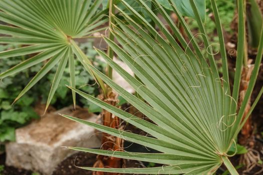 Palm leaf close-up. Greenhouse with a large variety of green plants. The concept of planting crops in spring.