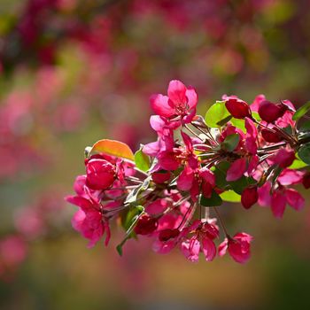 Spring background. Pink cherry blossoms on a tree under a blue sky. Beautiful Sakura flowers during spring time in the park.