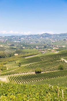 Panoramic countryside in Piedmont region, Italy. Scenic vineyard hill close to Barolo.