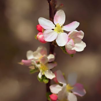 Spring background with blossoming fruit tree. Beautiful blooming apple tree in spring time.