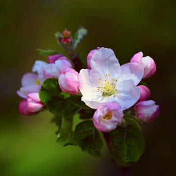 Spring background with blossoming fruit tree. Beautiful blooming apple tree in spring time.