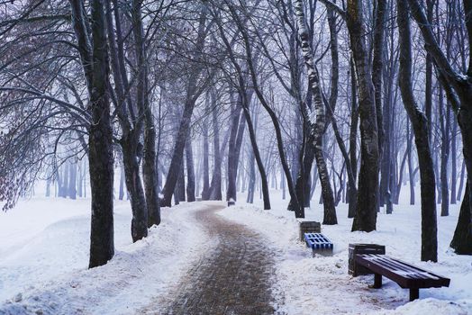 Alley with dirty snow in the park..Winter moody landscape.