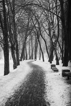 Landscape from an alley in a winter park among tall dark trees.